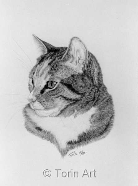 01_katze08-99.jpg