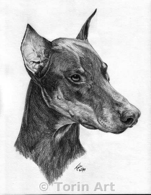 03-dobermann.jpg