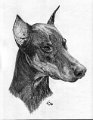 03-dobermann