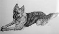 08-schaeferhund 06-96