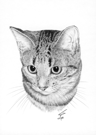 Katzenzeichnungen
